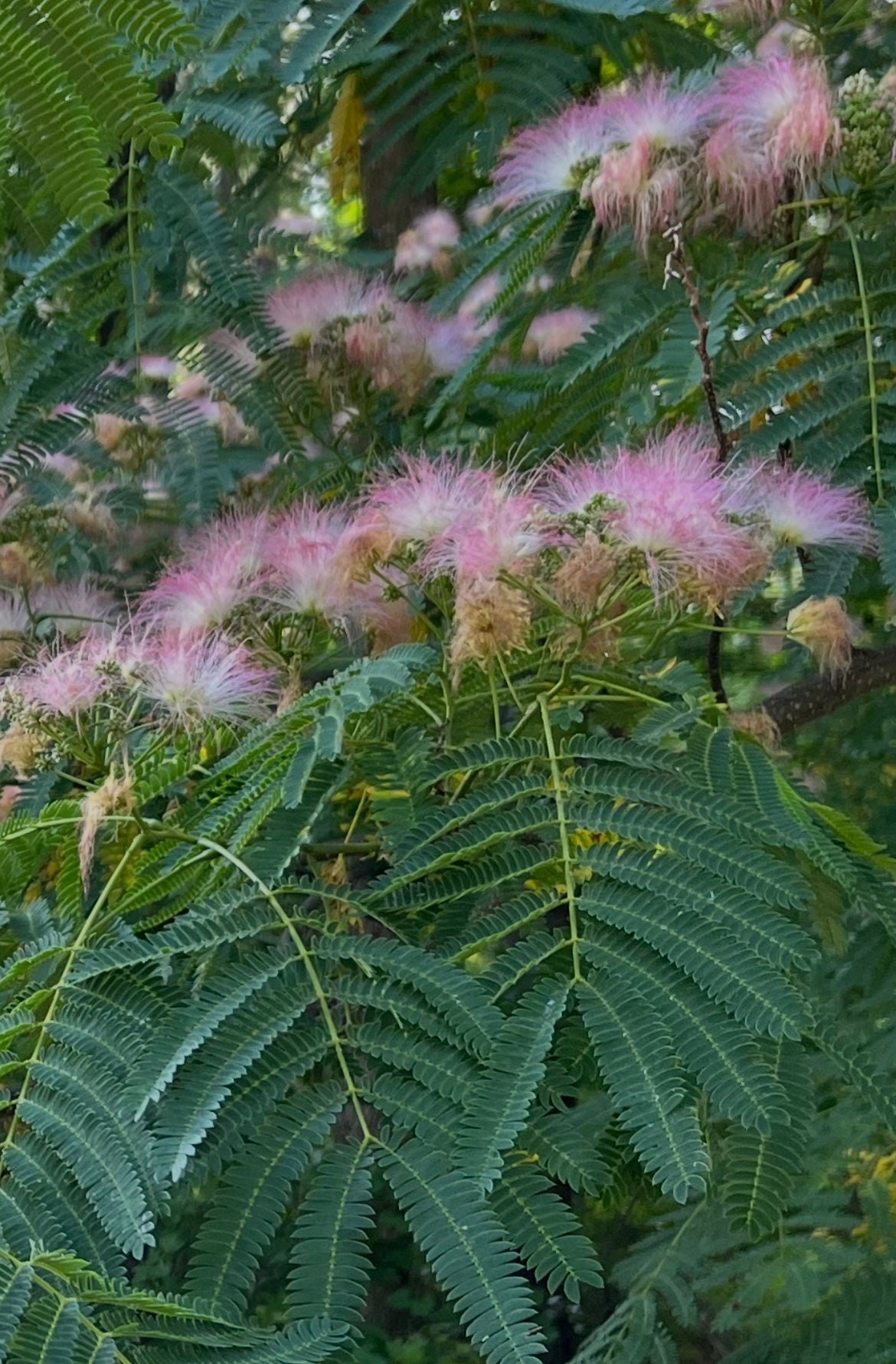 Nature’s Xanax